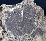 Populus populina (BRONGINIART) in KNOBLOCH 1855 - Bild © FossNet FossilienStore